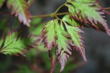 IMG_2209.JPG