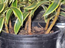 plant2.jpg