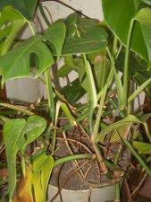 MysteryPlant3.JPG