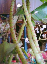 PICT0015.JPG