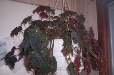 plant.jpg