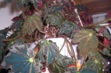 plant-close.jpg