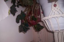 underleaves.jpg