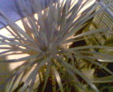 Picture 001.jpg