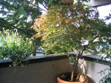 Spring Color_1.JPG