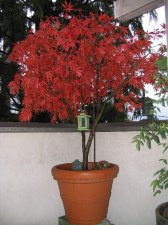 Fall Color.JPG