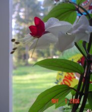 DSC06535.JPG