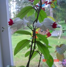 DSC06539.JPG