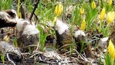 Beaver Work.jpg