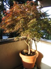 Maples 004.jpg