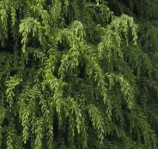 tree1.JPG