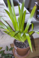 whole-plant.jpg
