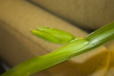 leaf-bud.jpg