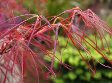 RED PYGMY.jpg