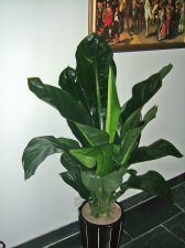 BIG Leaves.JPG