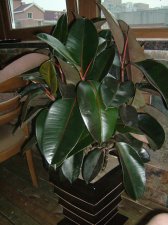 Leaf stems and underside slightly red.JPG