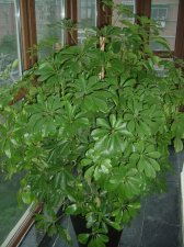 Small Treee.JPG