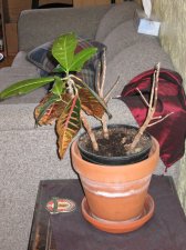 IMG_0083.JPG