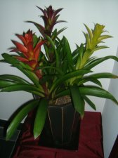 DSCF0802.JPG