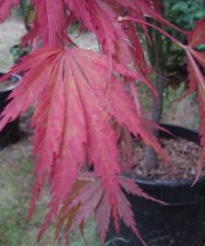 burgundylace17modify.jpg