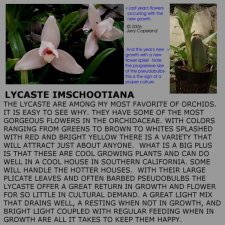 LycasteImschootiana.JPG