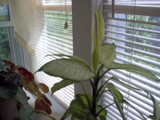 plant 001.jpg