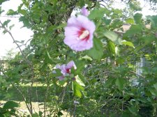 unknowen purple flower.jpg