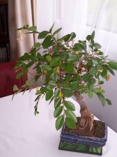 Bonsai.jpg
