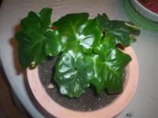 plants 005 (WinCE).jpg