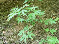 Older Seedling.jpg