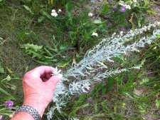 IMG_0091[1].jpg
