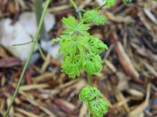Apalm Filigree new leaves.jpg