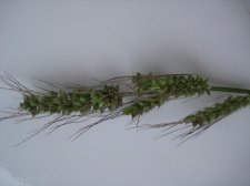 IMG_0483.jpg