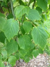 IMG_0297_1.JPG