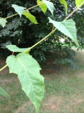 IMG_0299_1.JPG