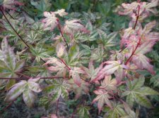 DSCN3017.jpg