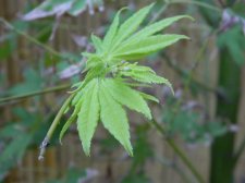 Apalm Shinju new leaves.jpg