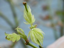 Apalm Shinju new leaves2.jpg