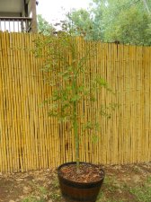 Apalm Shinju pruned.jpg