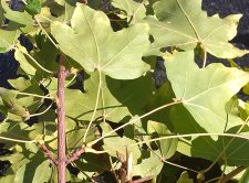tree leaf 1a.jpg