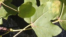 tree leaf 1b.jpg