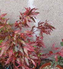 acerp-benihag01_120427a.jpg