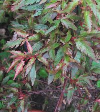 acerp-benihag01_120522a.jpg