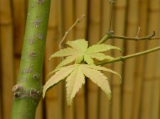 Apalm Shinju fall leaves.jpg
