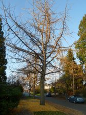 20121109_Wallace40th_GinkgoBiloba_Cutler_P1360687.jpg