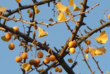 20121109_Wallace40th_GinkgoBiloba_Cutler_P1360674c.jpg