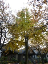 11-01_20121105_20thLaurel_GinkgoBiloba_Cutler_P1360326.jpg