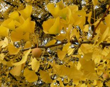 20121105_19thLaurel_GinkgoBiloba_Cutler_P1360320.jpg