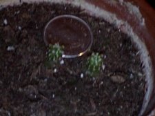 baby cactus, almost two years old.jpg