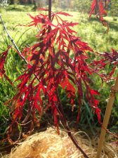 autunno 2012 023.jpg